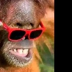 guest1696091762306542